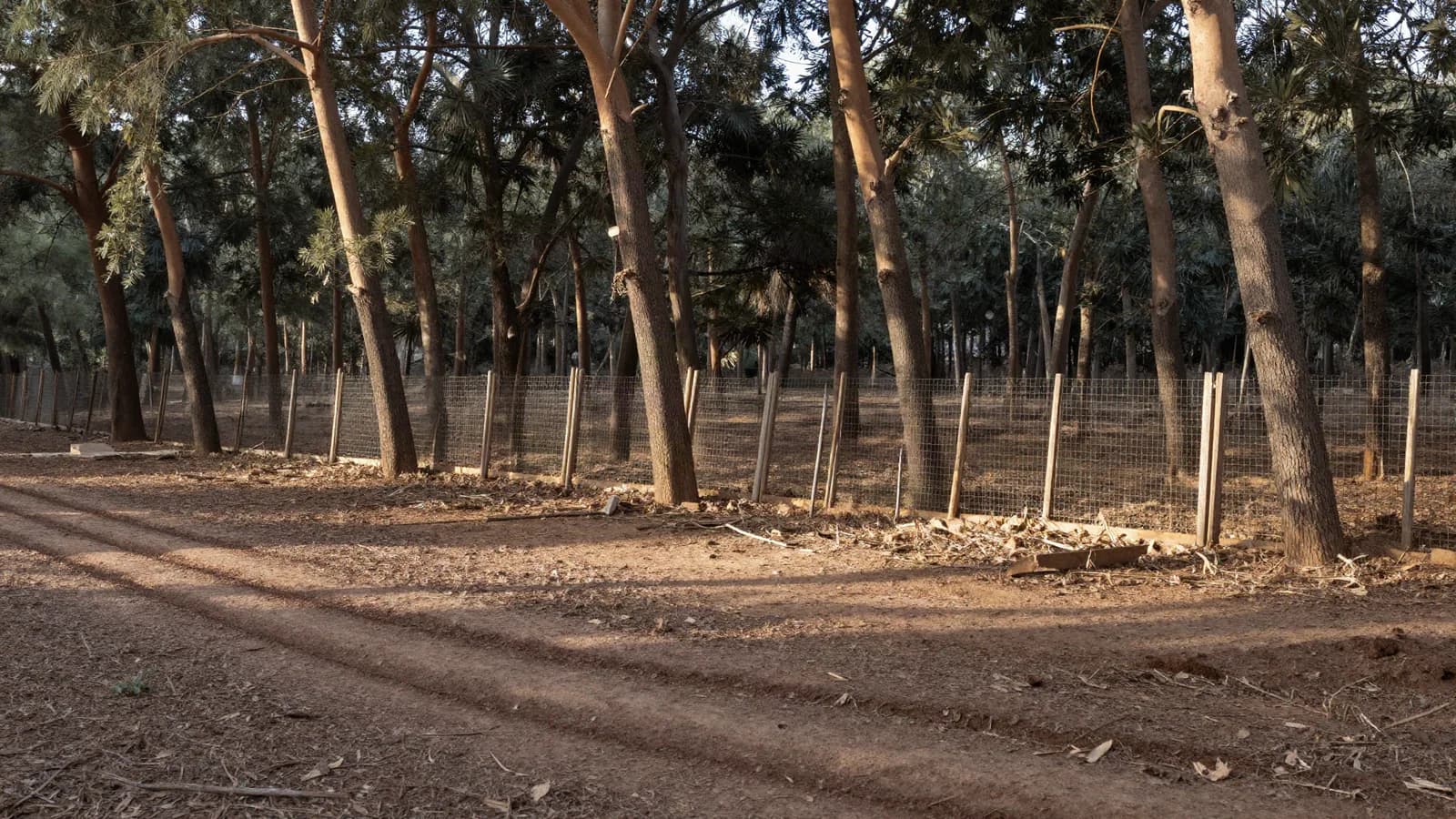 Lisière de forêt marocaine où un terrain défriché et une clôture sommaire rencontrent les arbres — occupation du domaine forestier