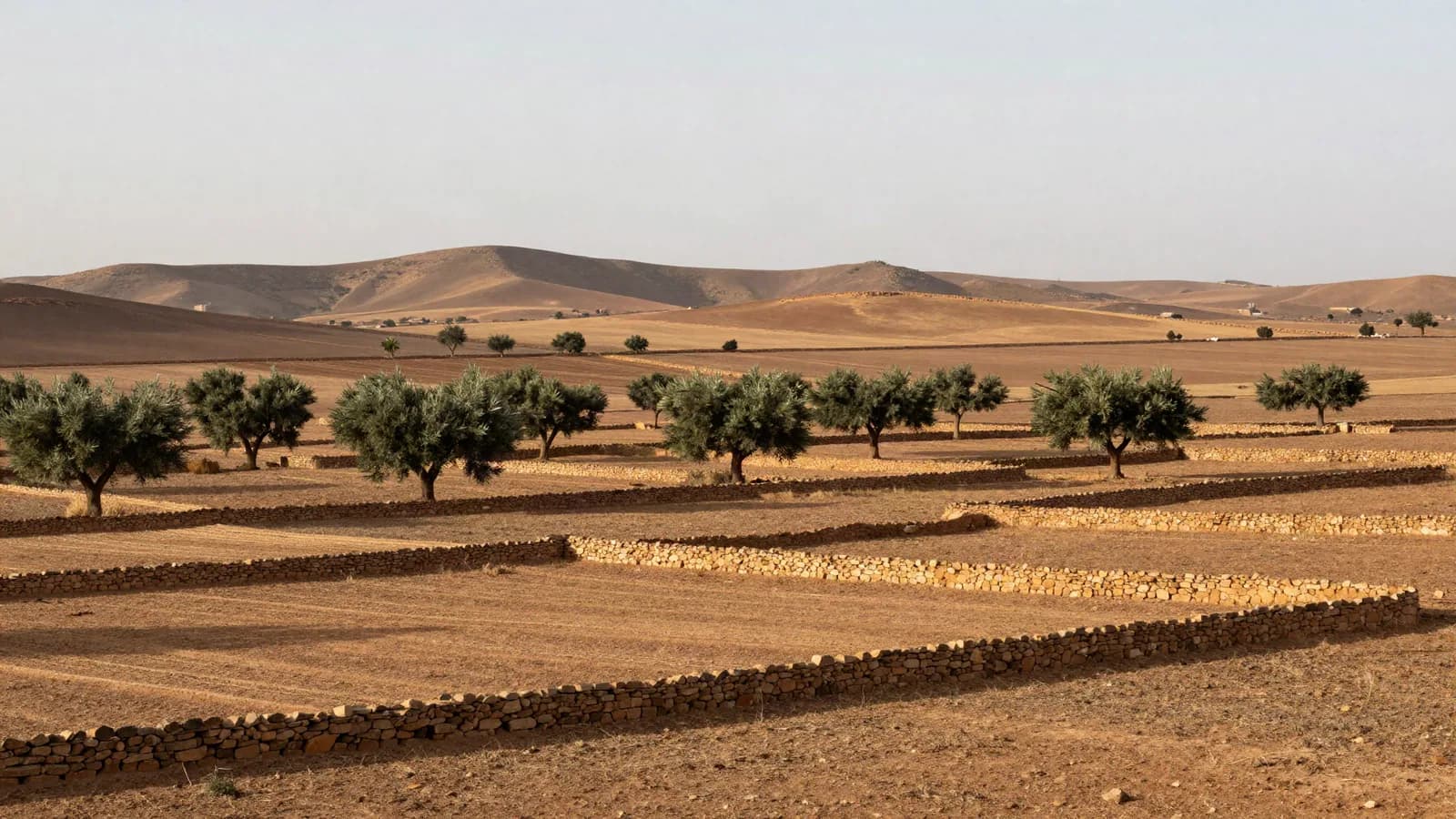 Terres collectives au Maroc : ce qu'on peut acheter, ou pas